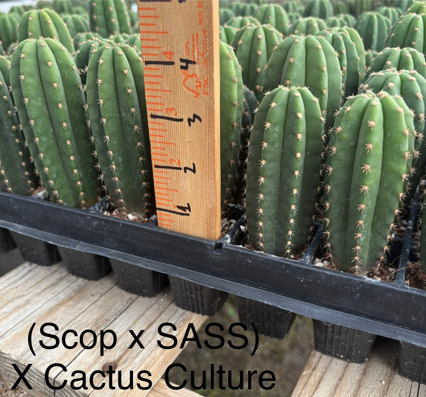 #EC225 Variety of Trichocereus Hybrid Cactus Bargain Potted Seedlings For Sale