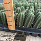 #EC225 Variety of Trichocereus Hybrid Cactus Bargain Potted Seedlings For Sale