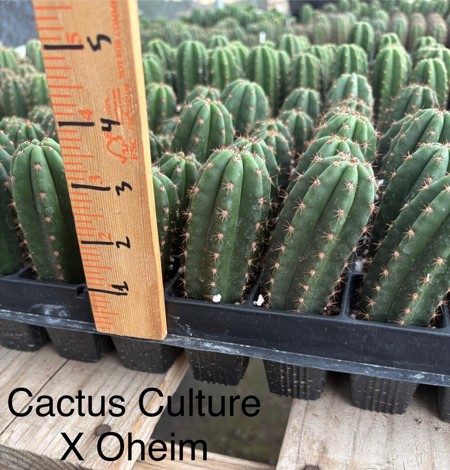 #EC225 Variety of Trichocereus Hybrid Cactus Bargain Potted Seedlings For Sale