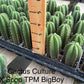 #EC225 Variety of Trichocereus Hybrid Cactus Bargain Potted Seedlings For Sale