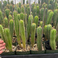 #EC225 Variety of Trichocereus Hybrid Cactus Bargain Potted Seedlings For Sale