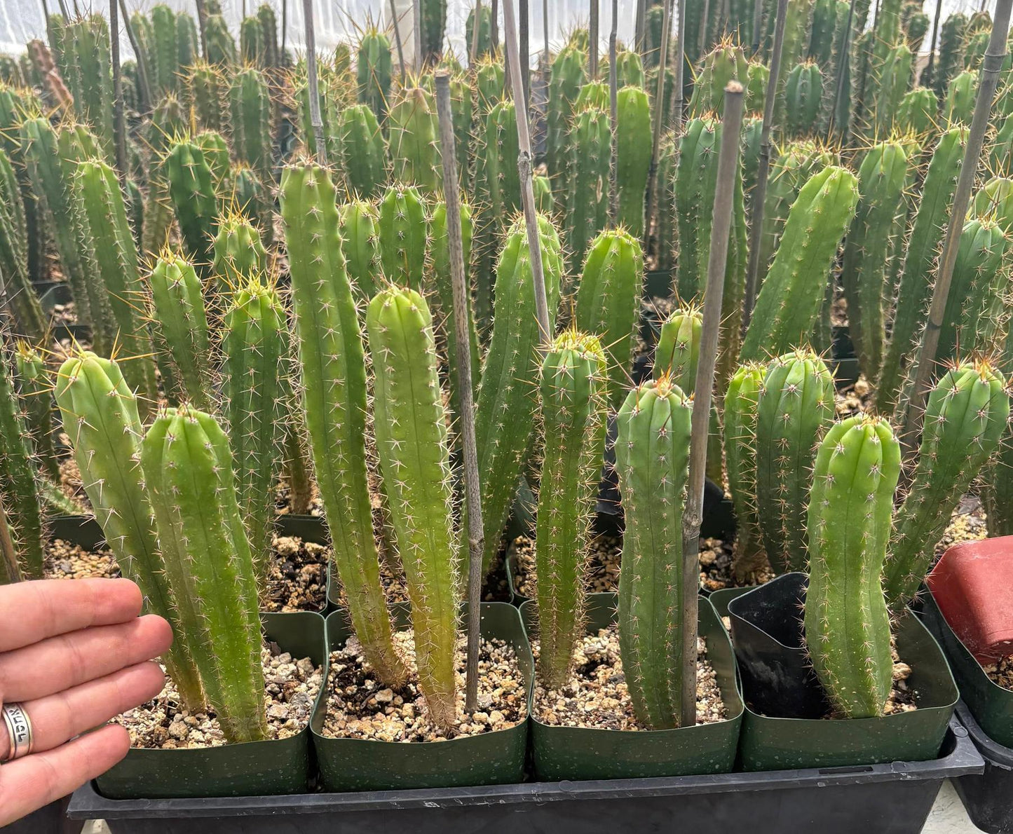 #EC225 Variety of Trichocereus Hybrid Cactus Bargain Potted Seedlings For Sale