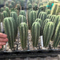 #EC225 Variety of Trichocereus Hybrid Cactus Bargain Potted Seedlings For Sale