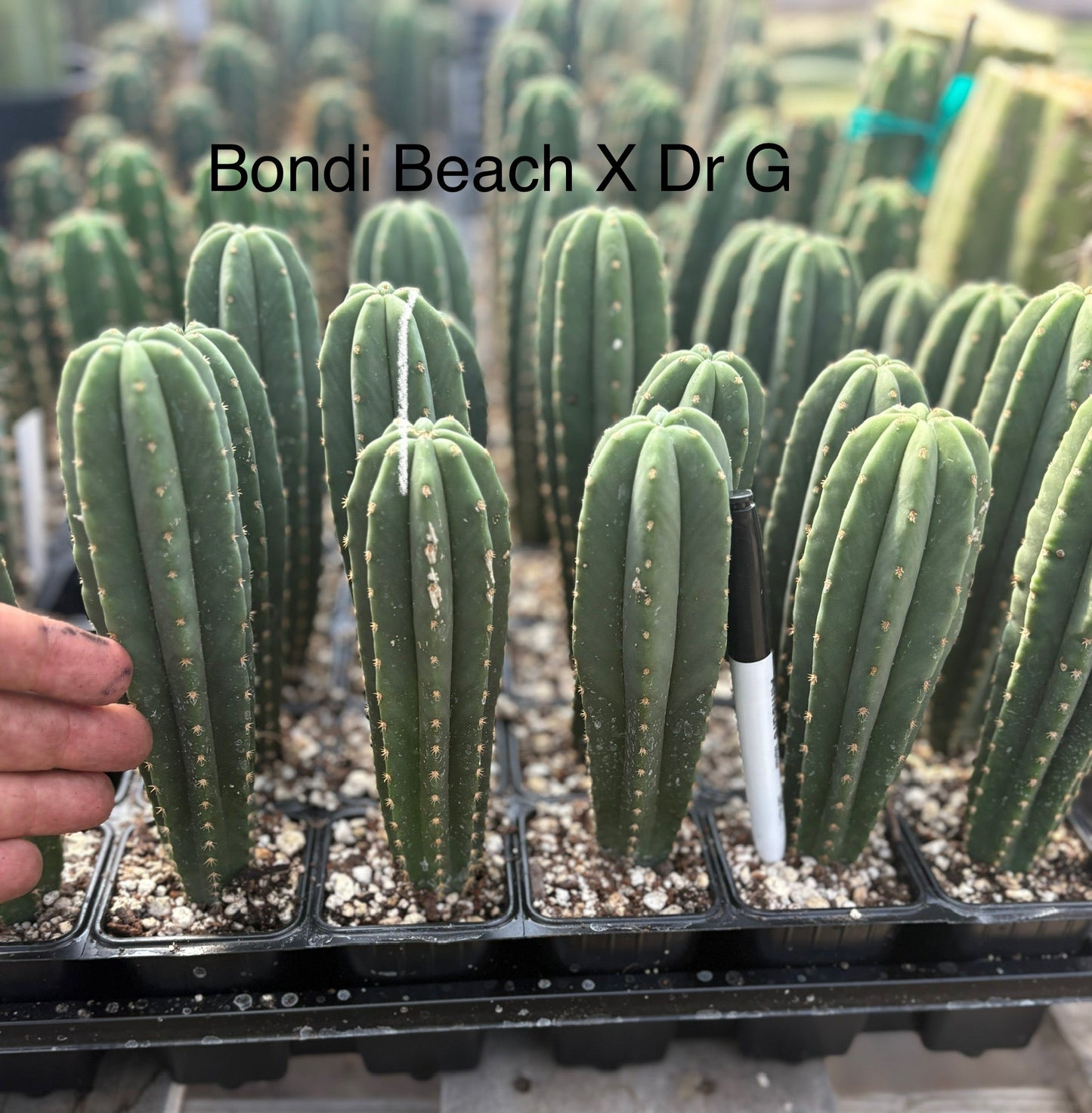 #EC225 Variety of Trichocereus Hybrid Cactus Bargain Potted Seedlings For Sale
