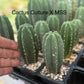 #EC225 Variety of Trichocereus Hybrid Cactus Bargain Potted Seedlings For Sale