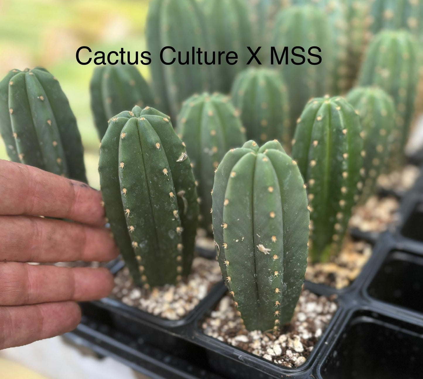 #EC225 Variety of Trichocereus Hybrid Cactus Bargain Potted Seedlings For Sale