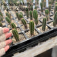 #EC225 Variety of Trichocereus Hybrid Cactus Bargain Potted Seedlings For Sale