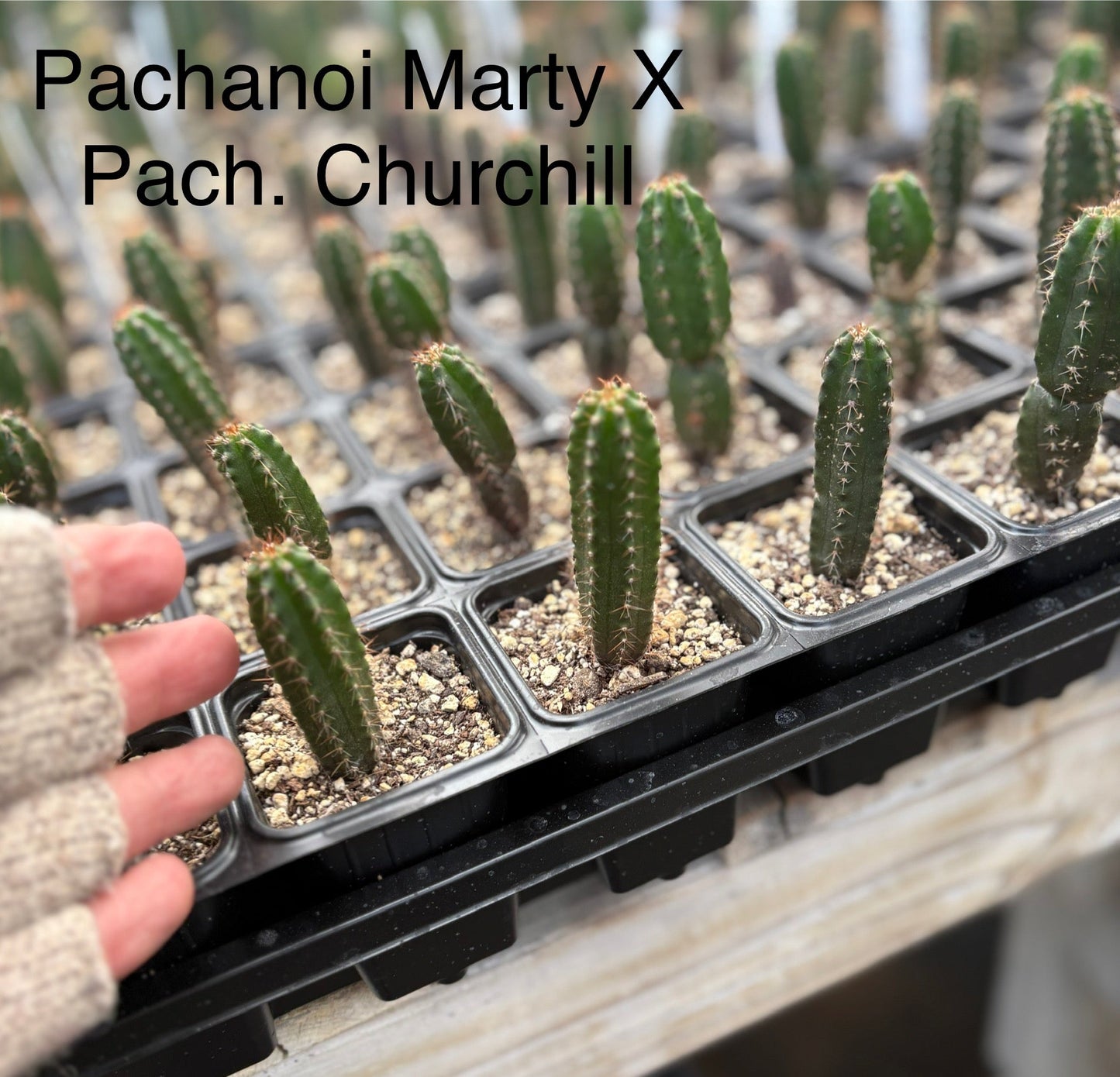 #EC225 Variety of Trichocereus Hybrid Cactus Bargain Potted Seedlings For Sale