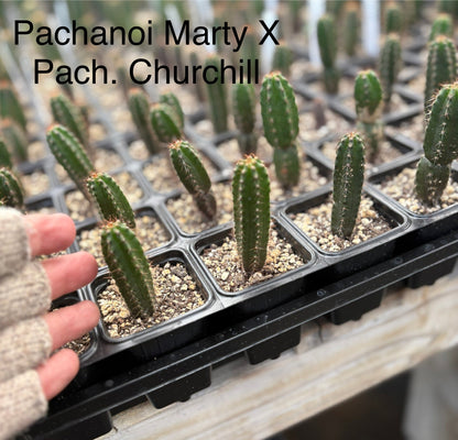 #EC225 Variety of Trichocereus Hybrid Cactus Bargain Potted Seedlings For Sale