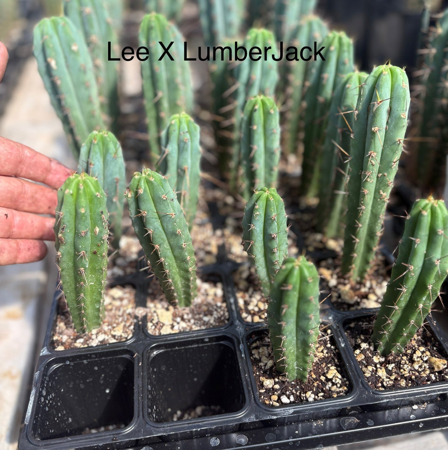 #EC225 Variety of Trichocereus Hybrid Cactus Bargain Potted Seedlings For Sale