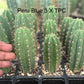#EC225 Variety of Trichocereus Hybrid Cactus Bargain Potted Seedlings For Sale