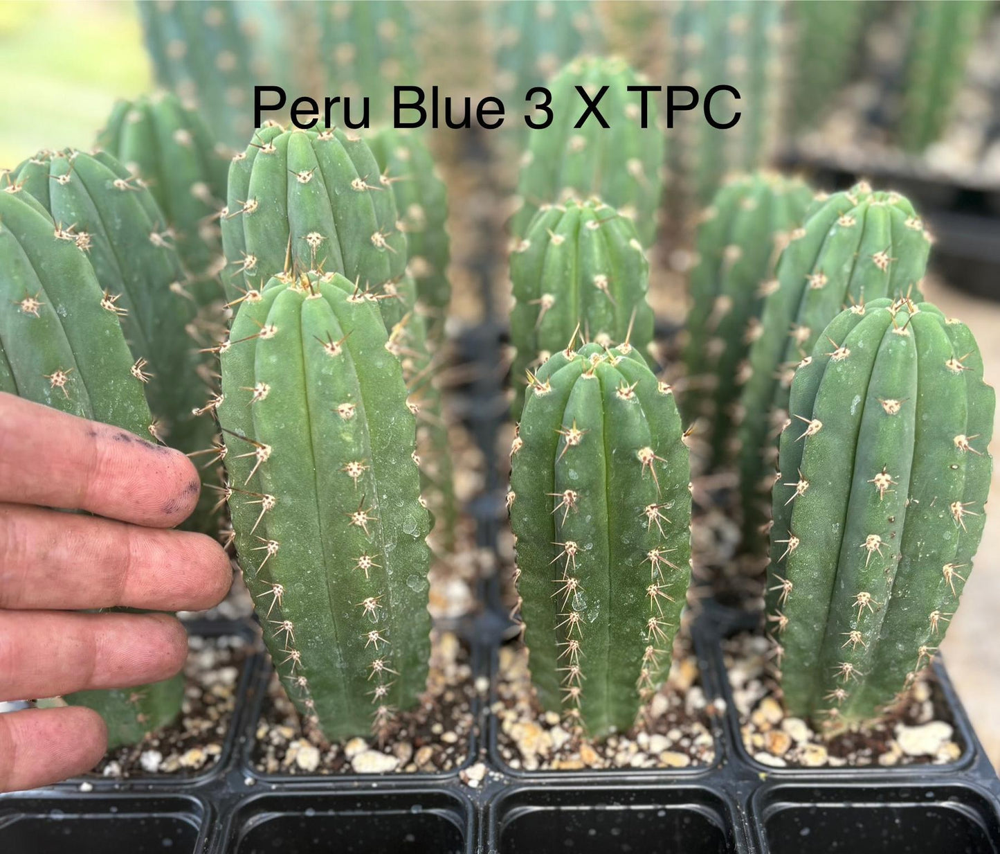 #EC225 Variety of Trichocereus Hybrid Cactus Bargain Potted Seedlings For Sale