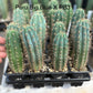 #EC225 Variety of Trichocereus Hybrid Cactus Bargain Potted Seedlings For Sale