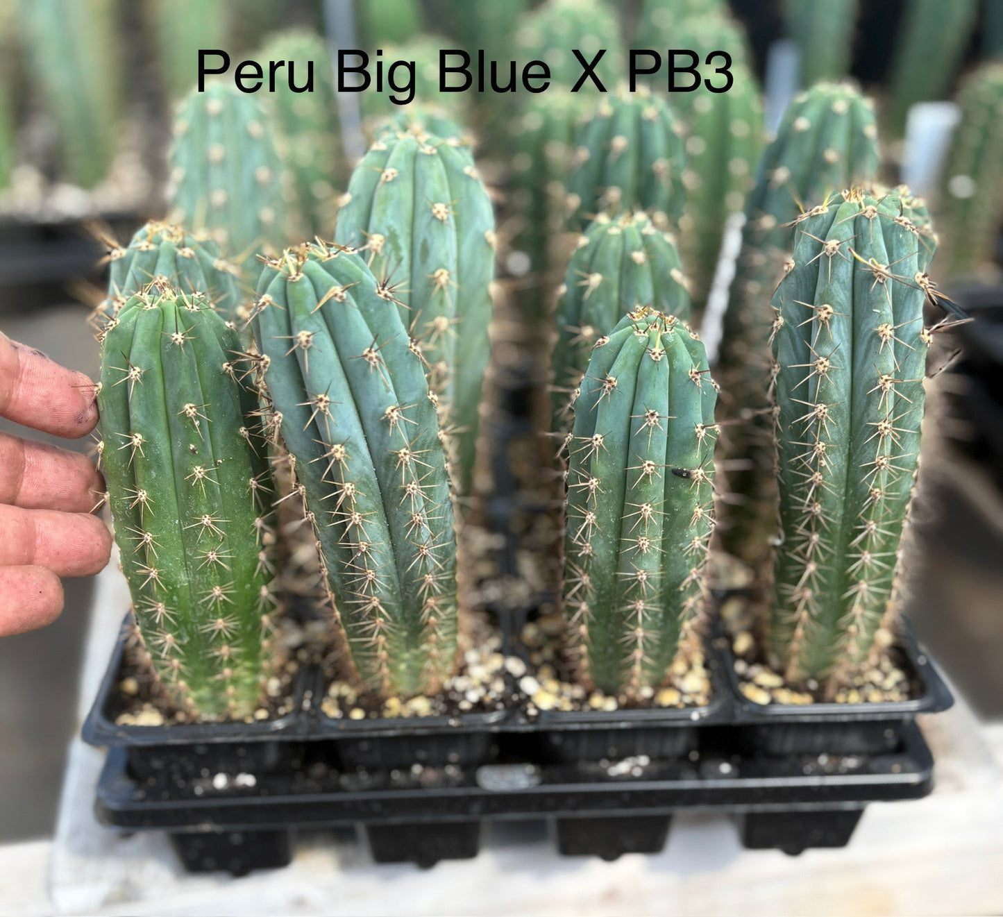 #EC225 Variety of Trichocereus Hybrid Cactus Bargain Potted Seedlings For Sale