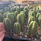 #EC225 Variety of Trichocereus Hybrid Cactus Bargain Potted Seedlings For Sale