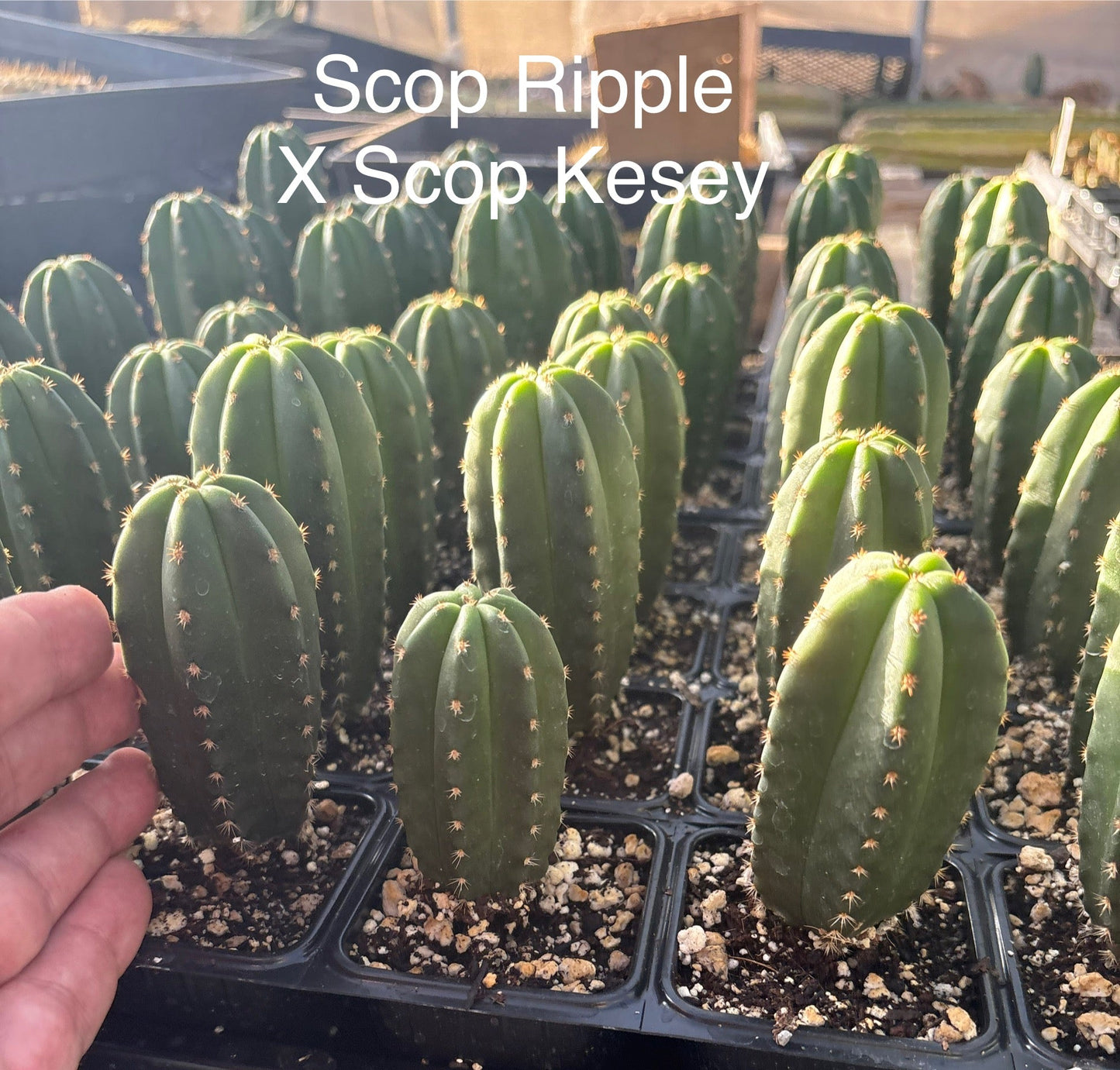 #EC225 Variety of Trichocereus Hybrid Cactus Bargain Potted Seedlings For Sale