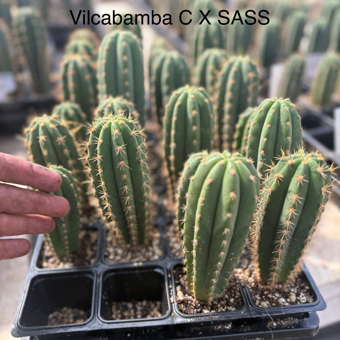 #EC225 Variety of Trichocereus Hybrid Cactus Bargain Potted Seedlings For Sale