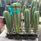 #EC225 Variety of Trichocereus Hybrid Cactus Bargain Potted Seedlings For Sale