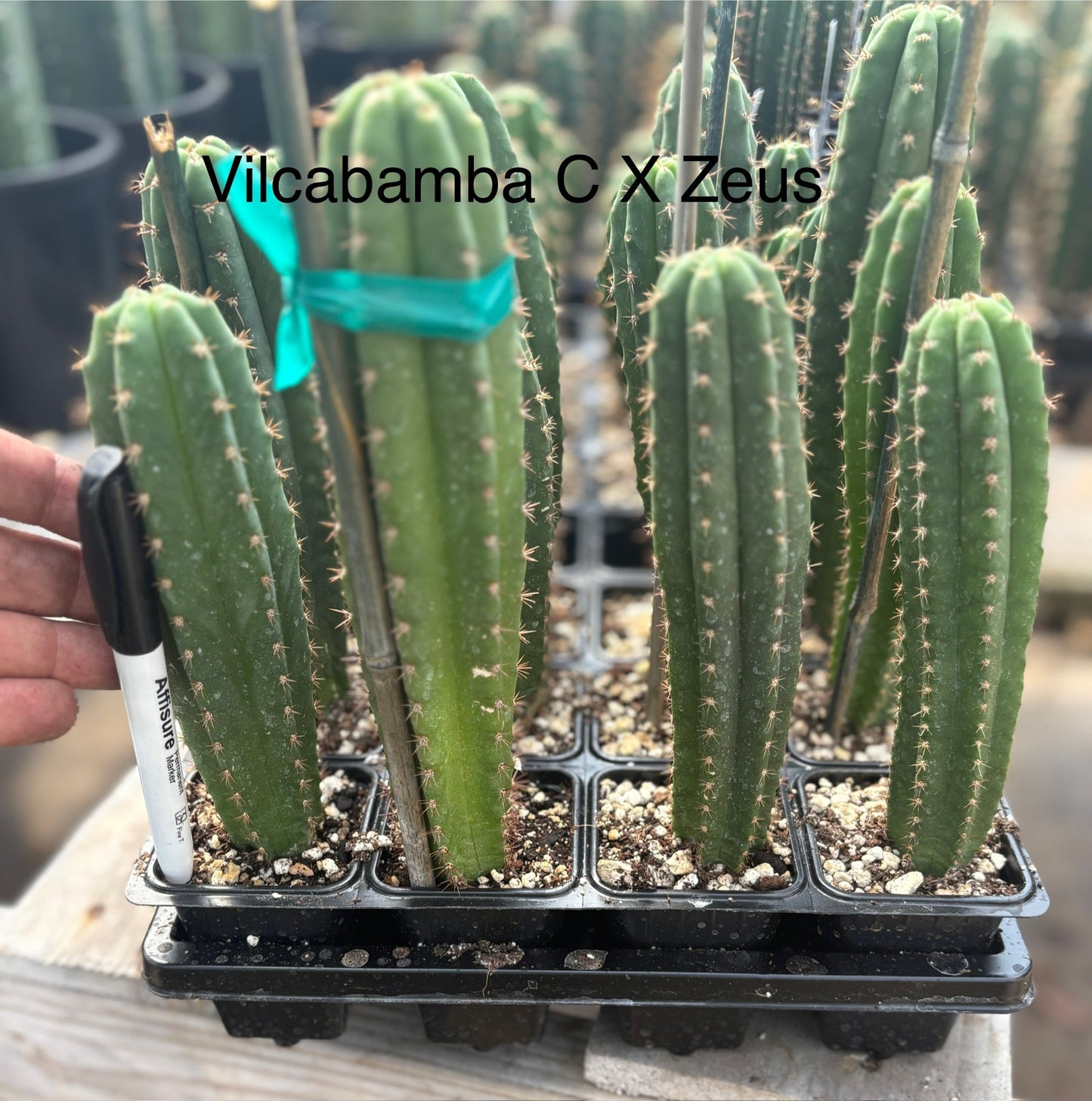 #EC225 Variety of Trichocereus Hybrid Cactus Bargain Potted Seedlings For Sale