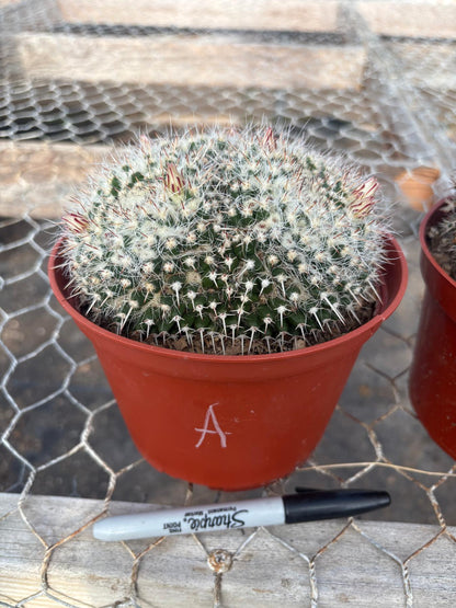 #EC227 EXACT BIGGG Mammilaria Nejapensis Cactus Potted in 6” containers