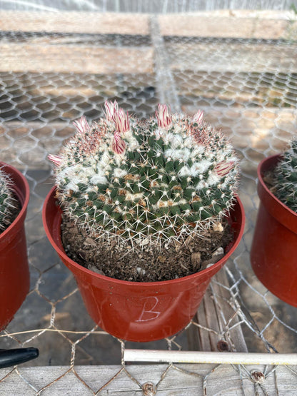 #EC227 EXACT BIGGG Cactus Mammillaria nejapensis en maceta de 6”