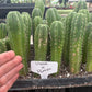 #EC229 Trichocereus hybrid Pachanoi Uwa X Scopulicola Slimer Cactus Seedlings 3-4”