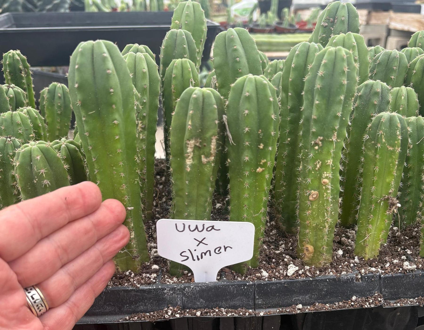 #EC229 Trichocereus hybrid Pachanoi Uwa X Scopulicola Slimer Cactus Seedlings 3-4”
