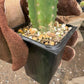 #EC229 Trichocereus hybrid Pachanoi Uwa X Scopulicola Slimer Cactus Seedlings 3-4”