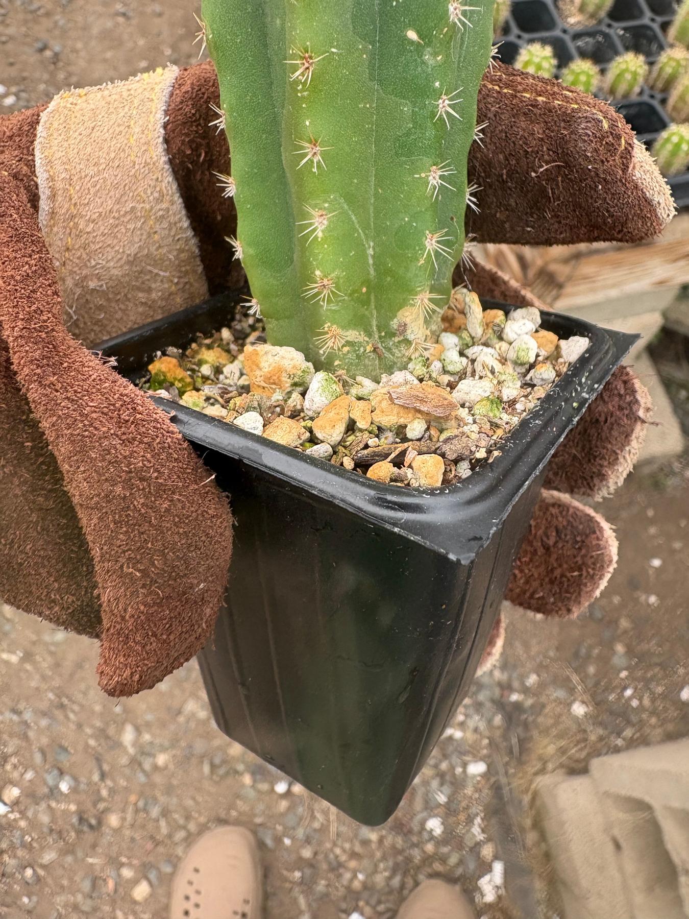 #EC229 Trichocereus hybrid Pachanoi Uwa X Scopulicola Slimer Cactus Seedlings 3-4”