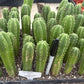 #EC229 Trichocereus hybrid Pachanoi Uwa X Scopulicola Slimer Cactus Seedlings 3-4”