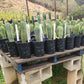 #EC230 EXACT Trichocereus Peruvianus OP Seedlings from Peru Cactus
