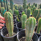 #EC230 EXACT Trichocereus Peruvianus OP Seedlings from Peru Cactus