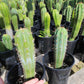 #EC230 EXACT Trichocereus Peruvianus OP Seedlings from Peru Cactus