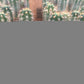 #EC230 EXACT Trichocereus Peruvianus OP Seedlings from Peru Cactus