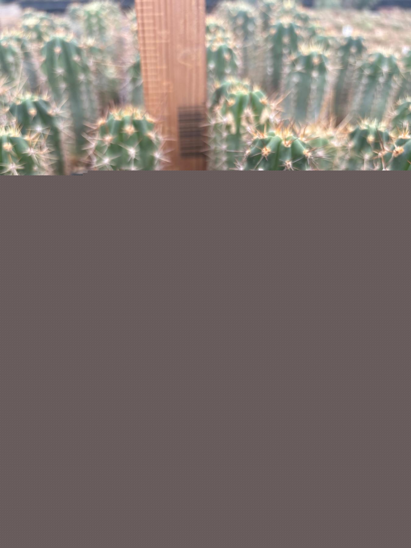 #EC230 EXACT Trichocereus Peruvianus OP Seedlings from Peru Cactus