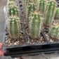 #EC230 EXACT Trichocereus Peruvianus OP Seedlings from Peru Cactus