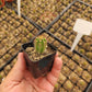 #EC230 EXACT Trichocereus Peruvianus OP Seedlings from Peru Cactus
