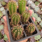 #EC230 EXACT Trichocereus Peruvianus OP Seedlings from Peru Cactus