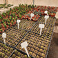 #EC230 EXACT Trichocereus Peruvianus OP Seedlings from Peru Cactus