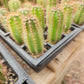 #EC230 EXACT Trichocereus Peruvianus OP Seedlings from Peru Cactus