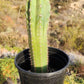 #EC230 EXACT Trichocereus Peruvianus OP Seedlings from Peru Cactus