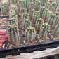 #EC230 EXACT Trichocereus Peruvianus OP Seedlings from Peru Cactus