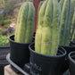 #EC240 Trichocereus Pachanoi  Nuestra Bonita Cactus Cuttings and potted 8-15"