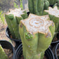 #EC240 Trichocereus Pachanoi  Nuestra Bonita Cactus Cuttings and potted 8-15"