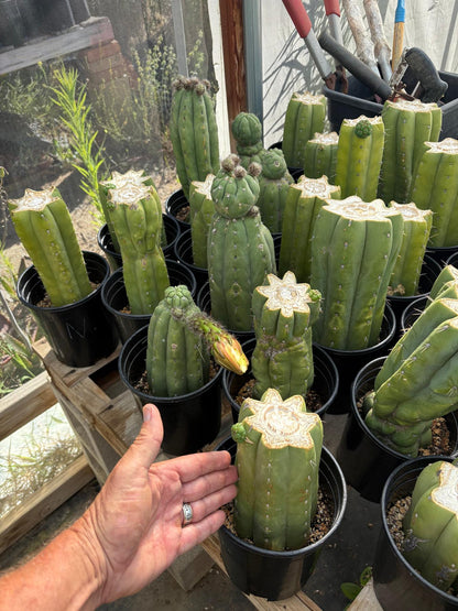 #EC240 Trichocereus Pachanoi  Nuestra Bonita Cactus Cuttings and potted 8-15"
