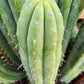 #EC240 Trichocereus Pachanoi  Nuestra Bonita Cactus Cuttings and potted 8-15"
