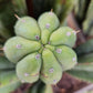 #EC240 Trichocereus Pachanoi  Nuestra Bonita Cactus Cuttings and potted 8-15"