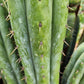 #EC240 Trichocereus Pachanoi  Nuestra Bonita Cactus Cuttings and potted 8-15"
