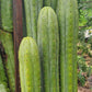 #EC240 Trichocereus Pachanoi  Nuestra Bonita Cactus Cuttings and potted 8-15"
