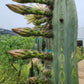 #EC240 Trichocereus Pachanoi  Nuestra Bonita Cactus Cuttings and potted 8-15"